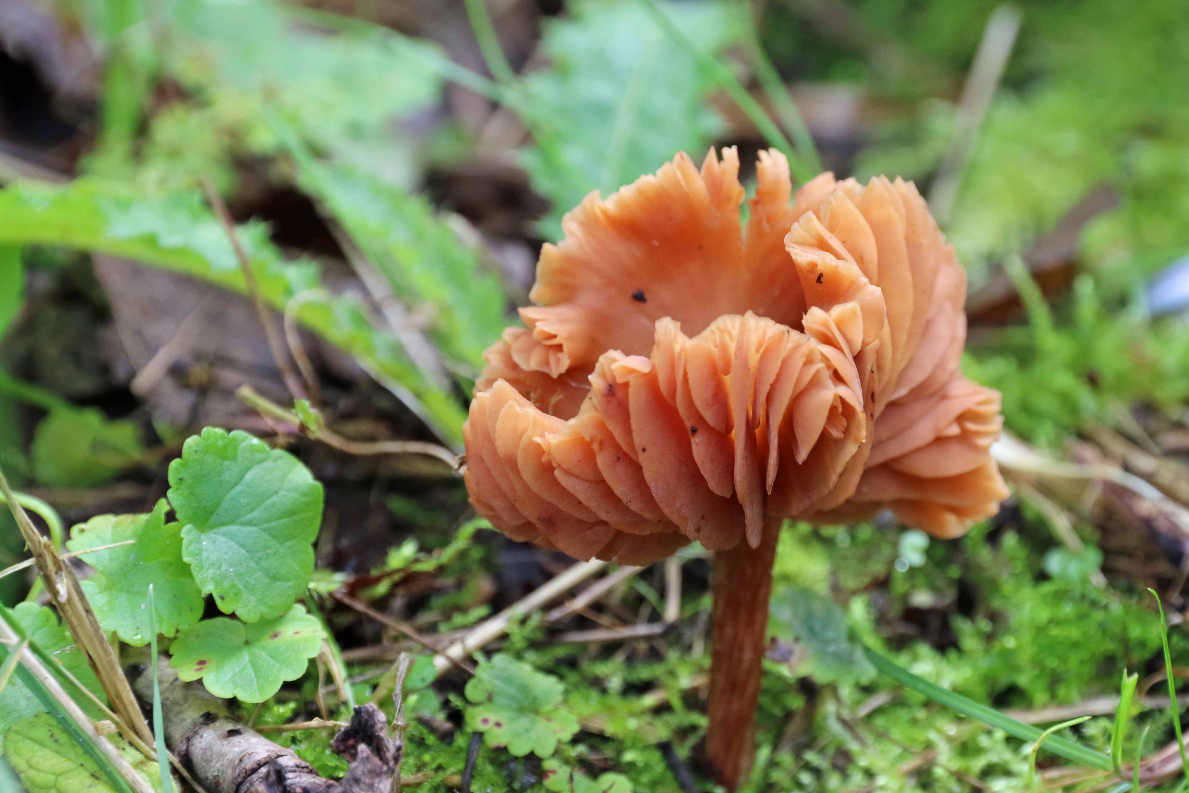 Welke paddestoel is dit?